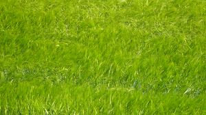 Preview wallpaper grass, plant, paint, canvas