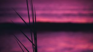 Preview wallpaper grass, plant, silhouette, dark, dusk