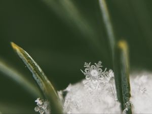 Preview wallpaper grass, plant, snow, close-up
