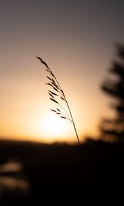 Preview wallpaper grass, plant, stem, silhouette, sunset, dark