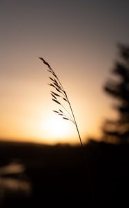 Preview wallpaper grass, plant, stem, silhouette, sunset, dark