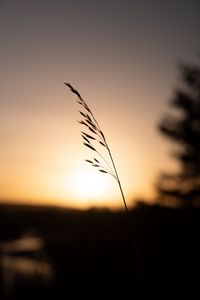 Preview wallpaper grass, plant, stem, silhouette, sunset, dark