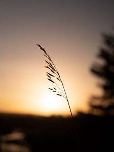 Preview wallpaper grass, plant, stem, silhouette, sunset, dark