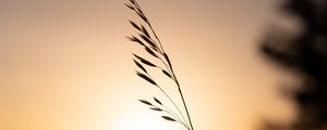 Preview wallpaper grass, plant, stem, silhouette, sunset, dark