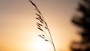 Preview wallpaper grass, plant, stem, silhouette, sunset, dark