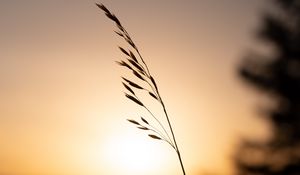 Preview wallpaper grass, plant, stem, silhouette, sunset, dark