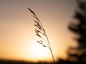 Preview wallpaper grass, plant, stem, silhouette, sunset, dark