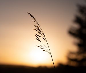 Preview wallpaper grass, plant, stem, silhouette, sunset, dark