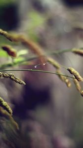 Preview wallpaper grass, plant, stem