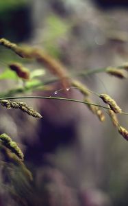 Preview wallpaper grass, plant, stem