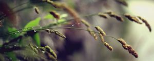 Preview wallpaper grass, plant, stem