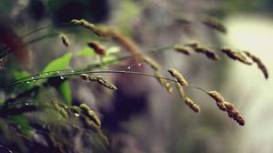 Preview wallpaper grass, plant, stem