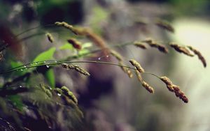 Preview wallpaper grass, plant, stem