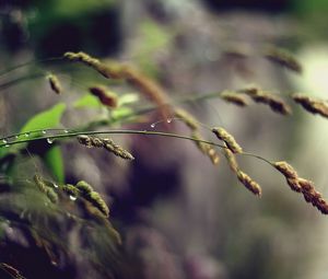 Preview wallpaper grass, plant, stem