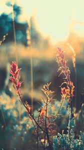 Preview wallpaper grass, plant, sunlight, glare, blur