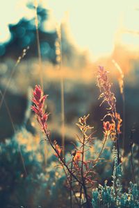 Preview wallpaper grass, plant, sunlight, glare, blur