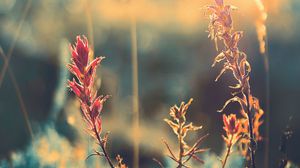 Preview wallpaper grass, plant, sunlight, glare, blur