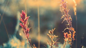 Preview wallpaper grass, plant, sunlight, glare, blur