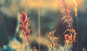 Preview wallpaper grass, plant, sunlight, glare, blur