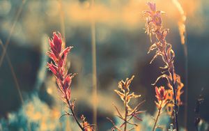 Preview wallpaper grass, plant, sunlight, glare, blur