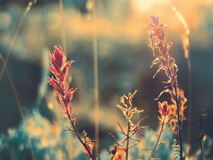 Preview wallpaper grass, plant, sunlight, glare, blur