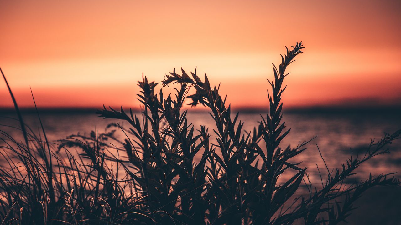 Wallpaper grass, plant, sunset