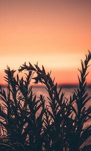Preview wallpaper grass, plant, sunset