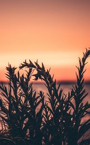 Preview wallpaper grass, plant, sunset