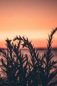 Preview wallpaper grass, plant, sunset