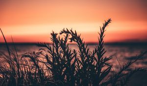 Preview wallpaper grass, plant, sunset