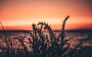 Preview wallpaper grass, plant, sunset