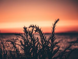 Preview wallpaper grass, plant, sunset