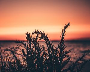 Preview wallpaper grass, plant, sunset