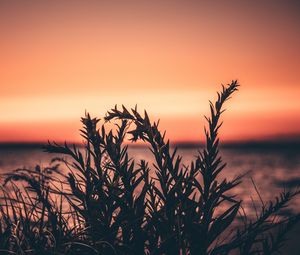 Preview wallpaper grass, plant, sunset