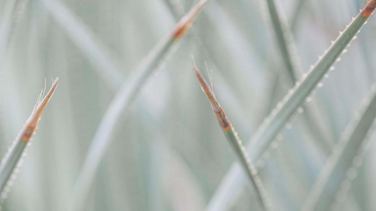 Wallpaper grass, plants, blur