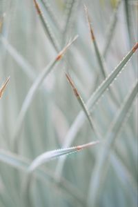 Preview wallpaper grass, plants, blur