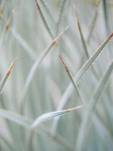 Preview wallpaper grass, plants, blur