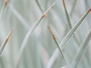 Preview wallpaper grass, plants, blur