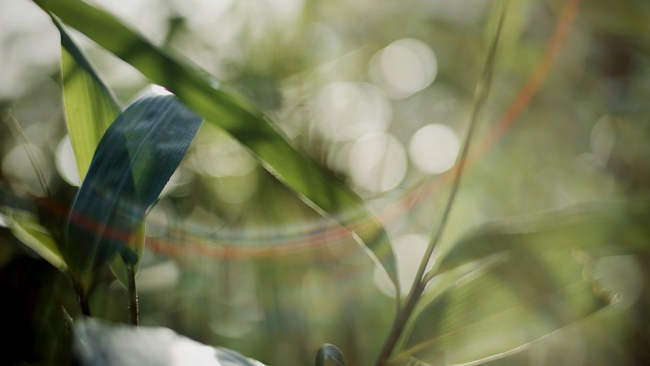 Wallpaper grass, plants, blur, light