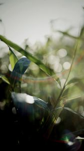 Preview wallpaper grass, plants, blur, light