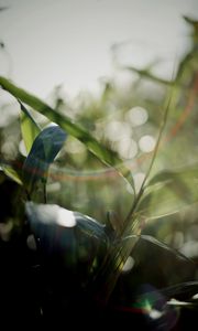 Preview wallpaper grass, plants, blur, light