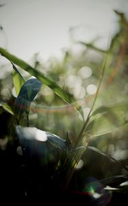 Preview wallpaper grass, plants, blur, light