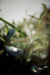 Preview wallpaper grass, plants, blur, light