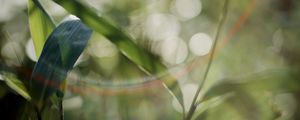 Preview wallpaper grass, plants, blur, light