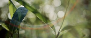 Preview wallpaper grass, plants, blur, light