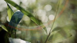 Preview wallpaper grass, plants, blur, light