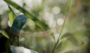 Preview wallpaper grass, plants, blur, light