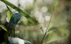 Preview wallpaper grass, plants, blur, light