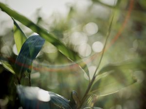 Preview wallpaper grass, plants, blur, light