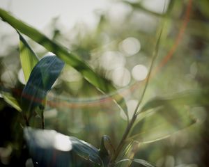 Preview wallpaper grass, plants, blur, light